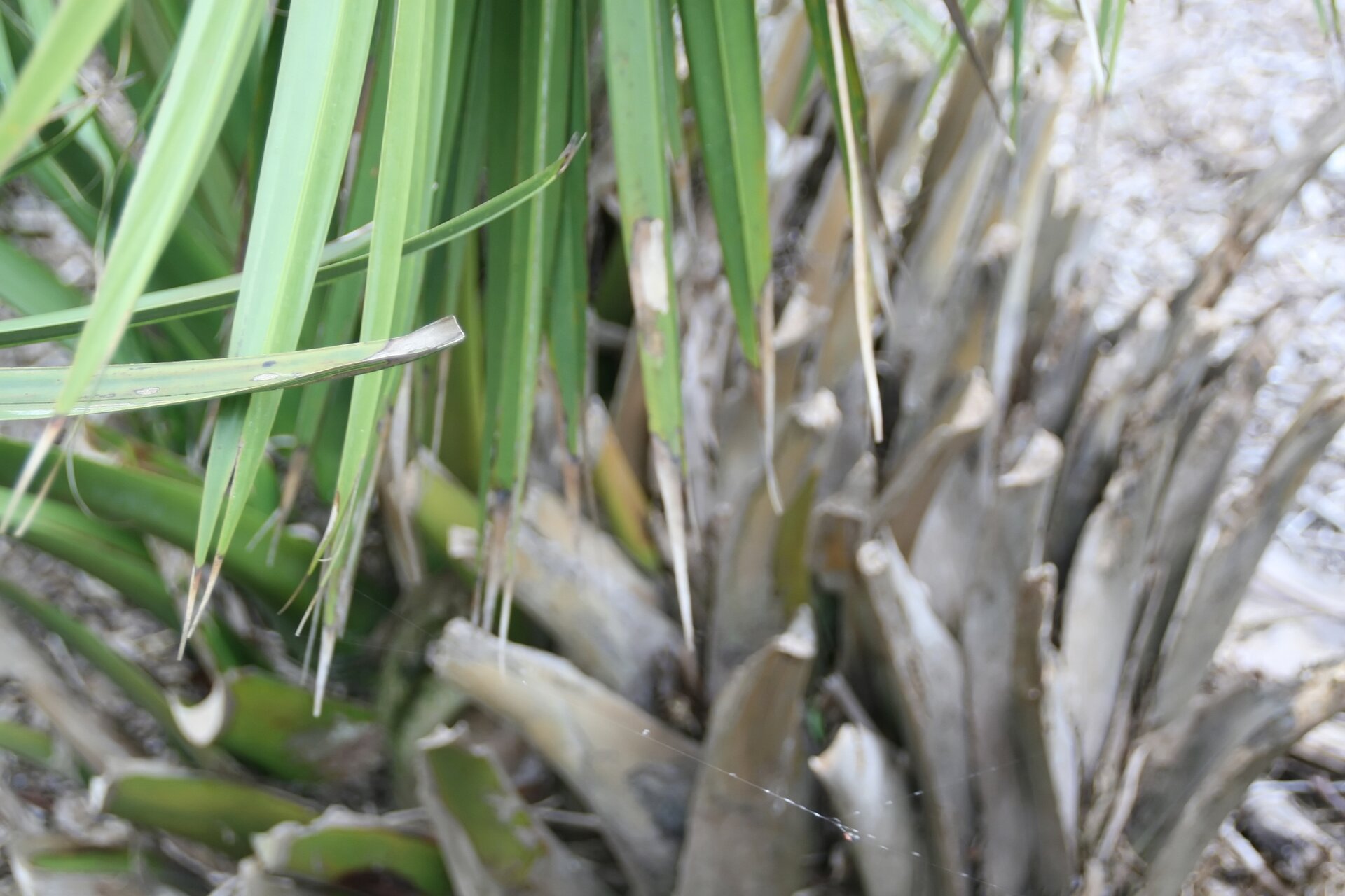 dwarf-palmetto-sabal-minor-