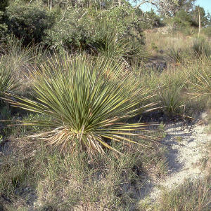 Sotol
